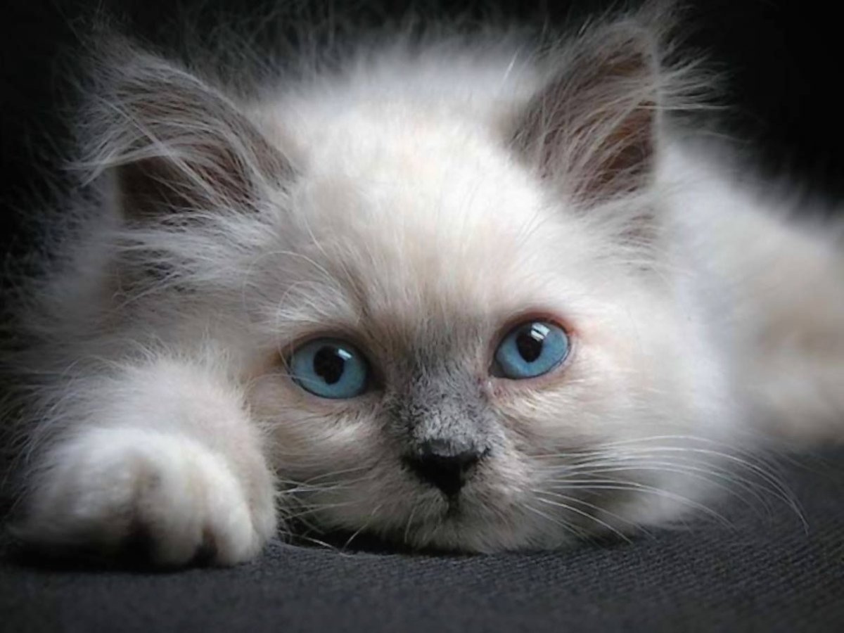 Котенок с заколкой на голове