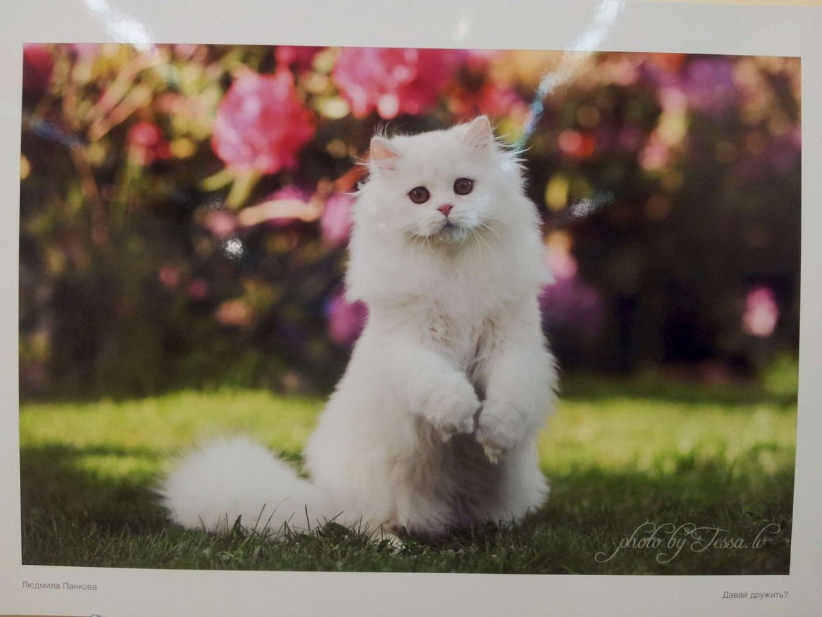 Пушистый Сибирский кот