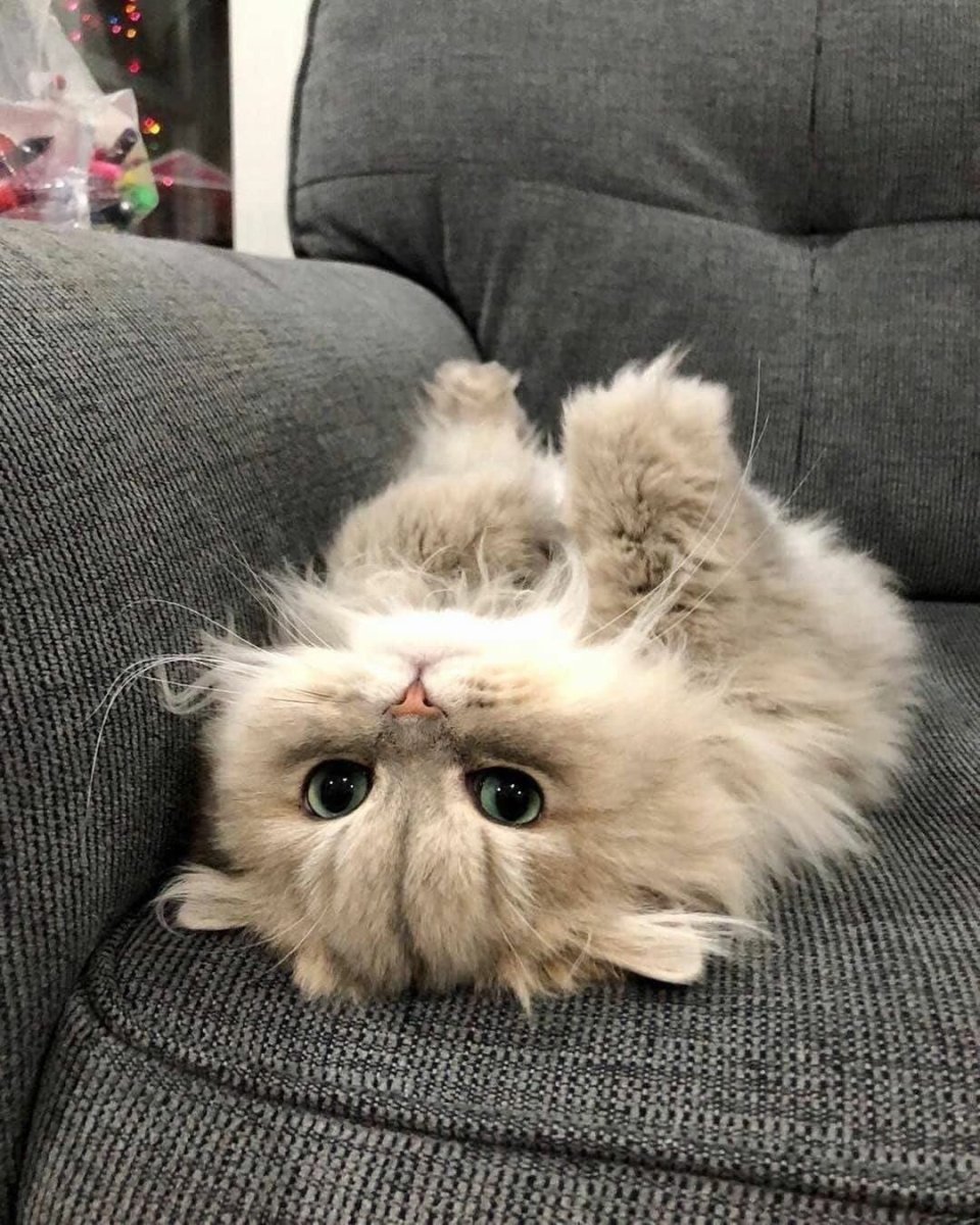 Котик с фантиком на голове