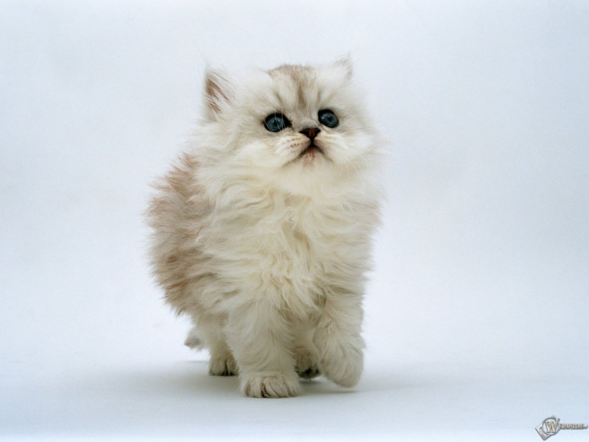 Пушистые котята породы