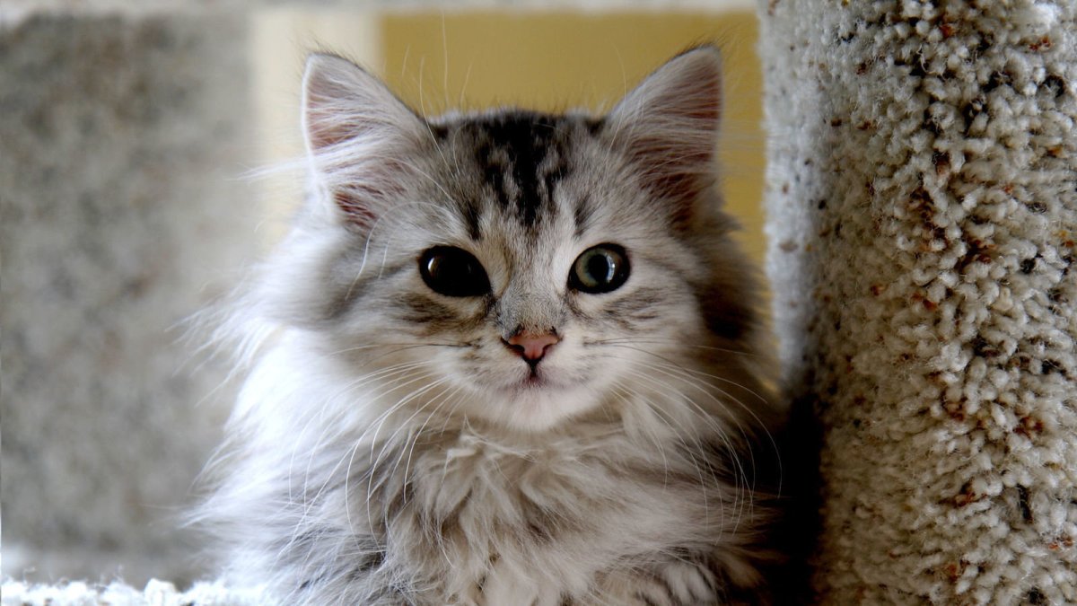 Пушистая кошка