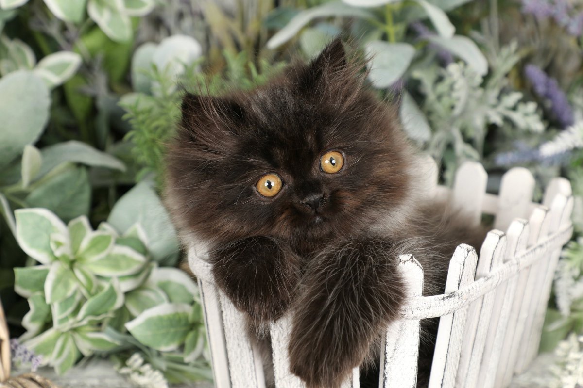 Рихард Донскис