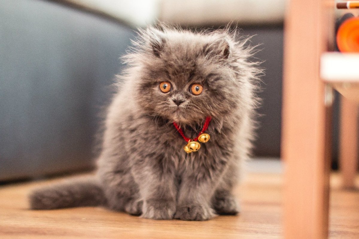 Смешные пушистые коты