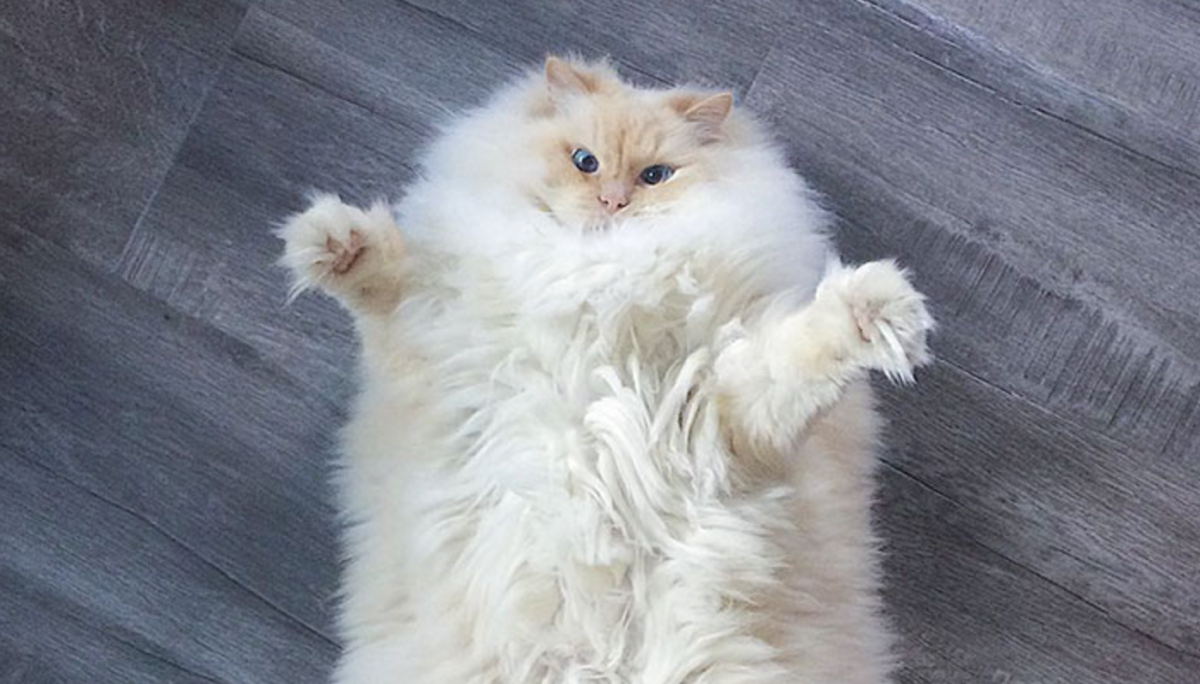 Котята Мейн кун 2 недели фото