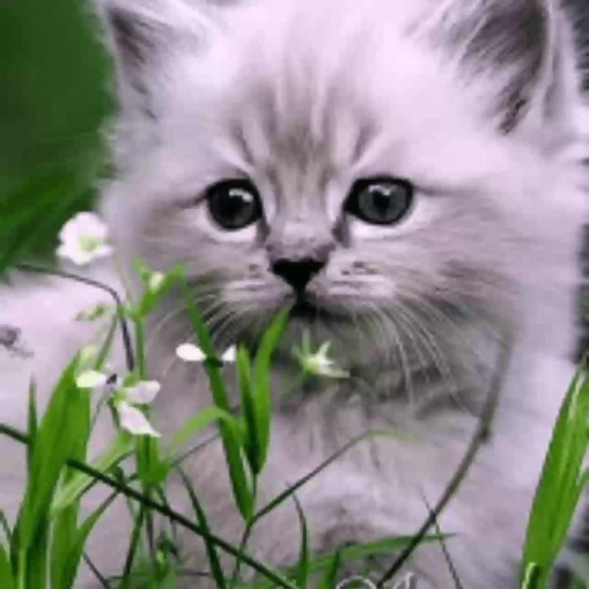 Пушистые животные