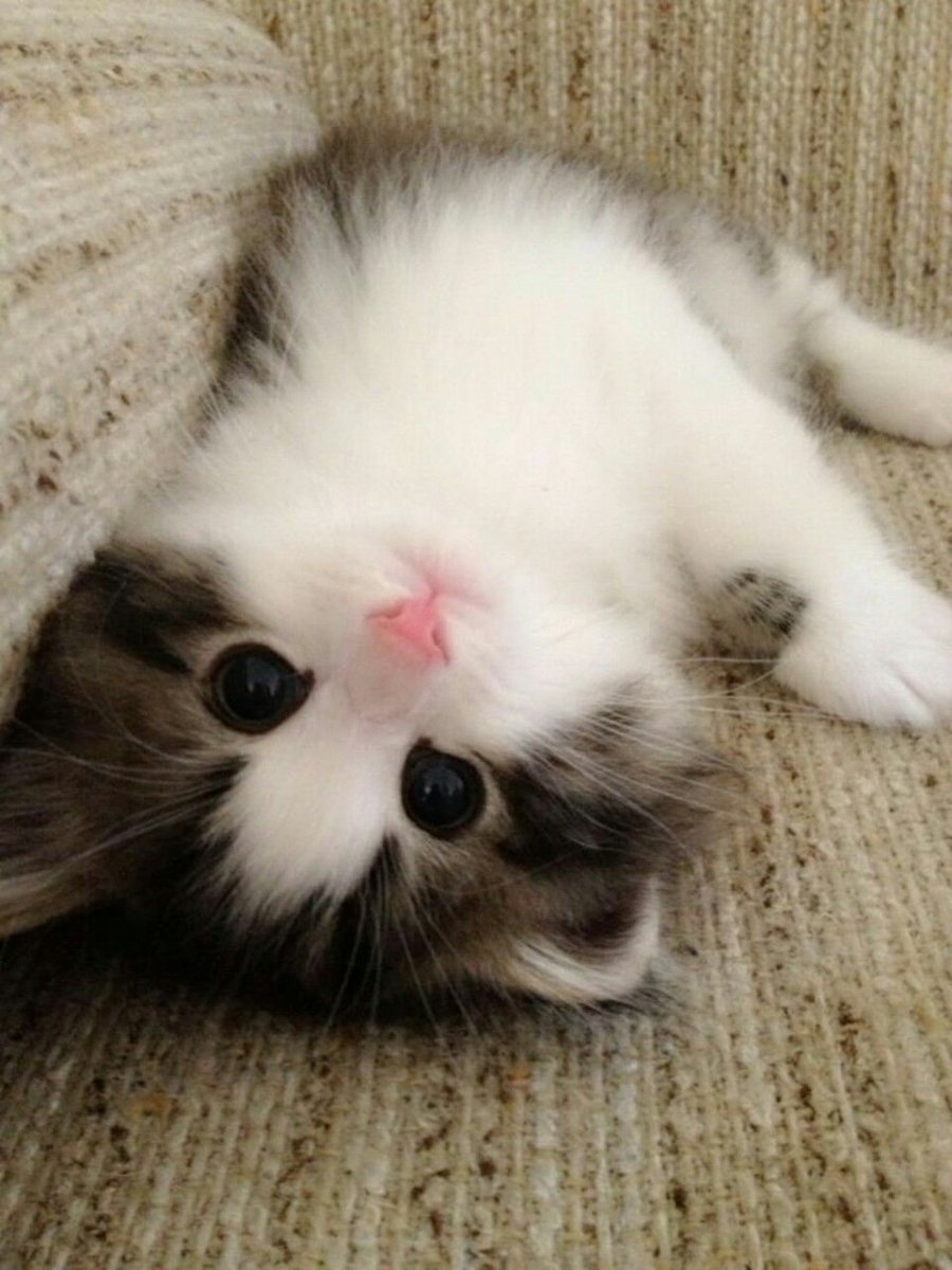 Рихардс Донскис