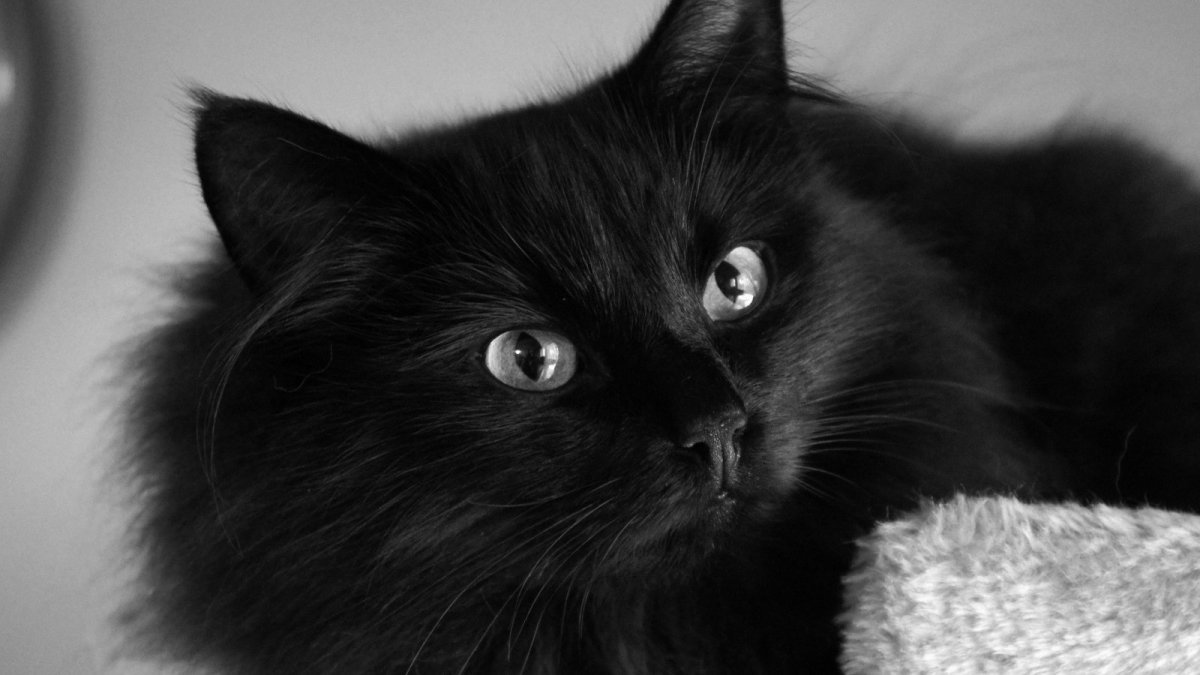 Красивый черный кот