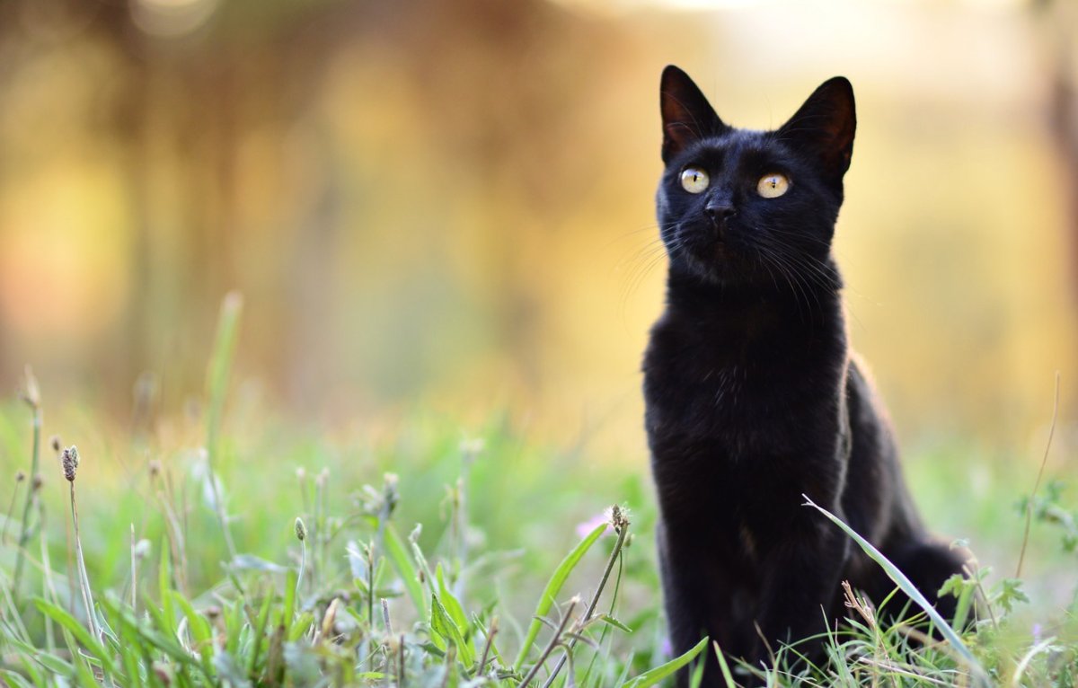 Черный кот на природе
