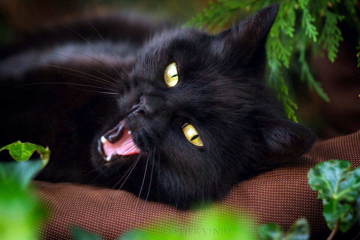 Черный котенок мордочка