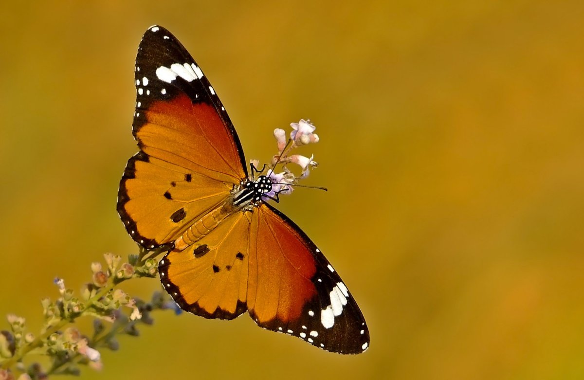 Бабочка Данаида хризипп