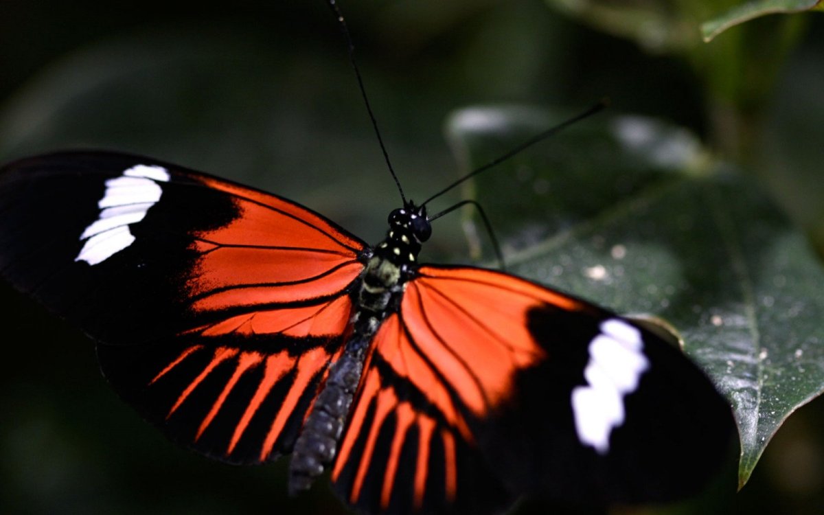 Оранжевая бабочка