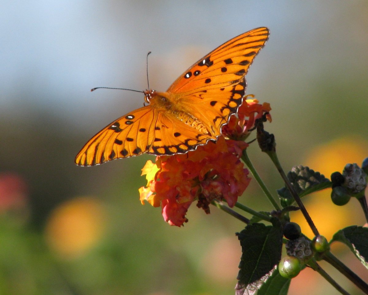 Бабочка Махаон оранжевая