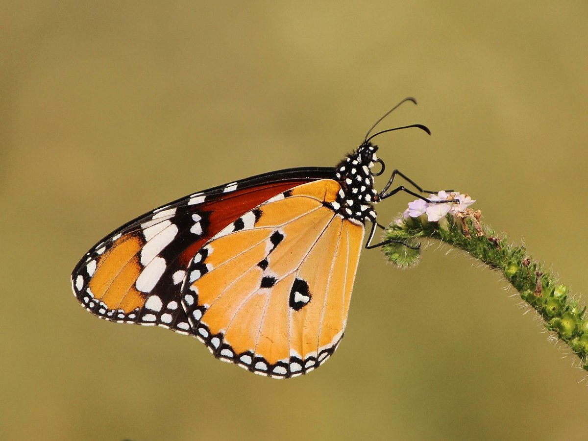 Бабочка оранжевая с черными