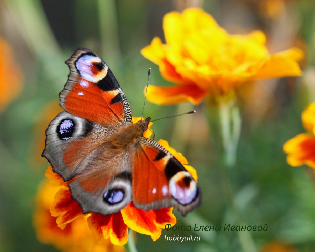 Бабочка Адмирал крапивница