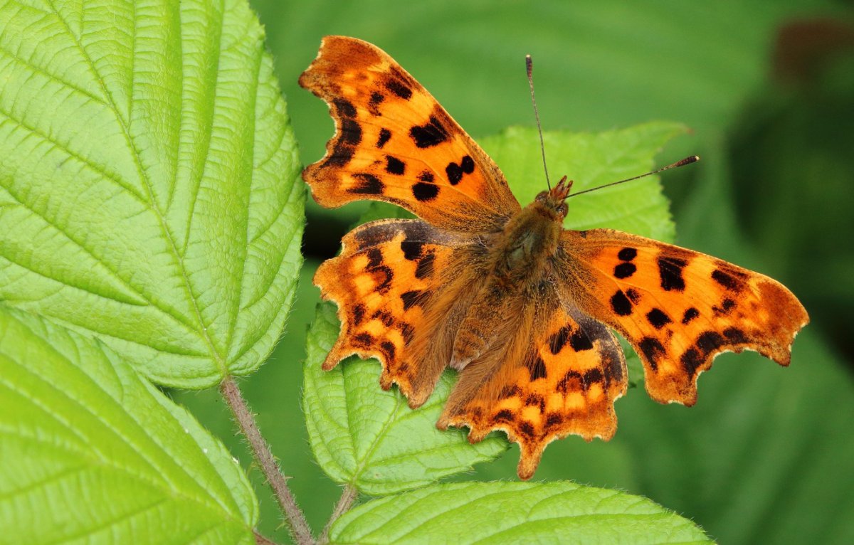 Маленькая оранжевая бабочка