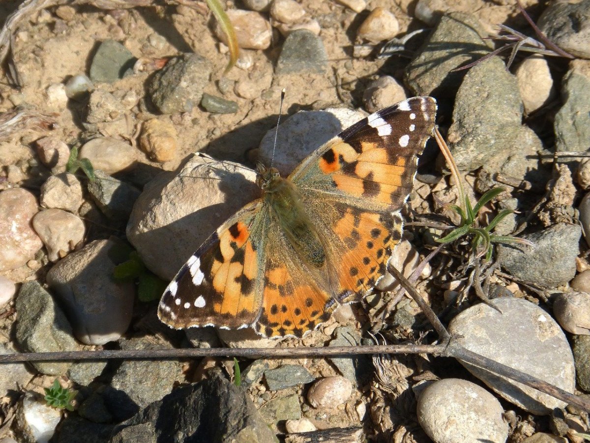Залетела бабочка Шоколадница