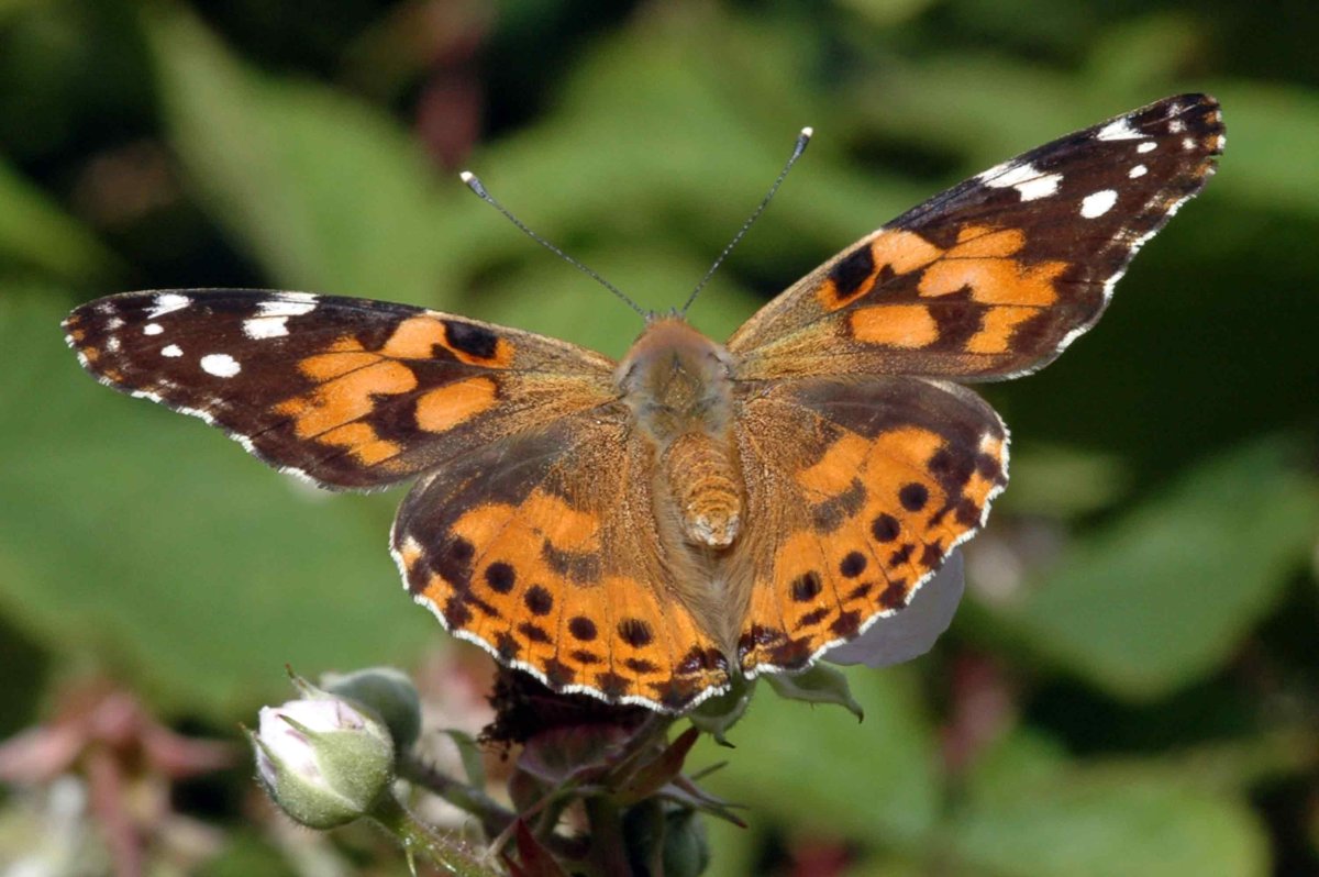 Бабочки оранжевого цвета
