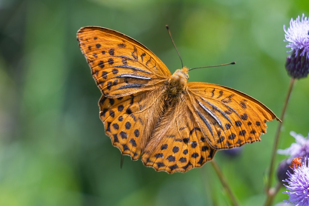 Бабочка Махаон оранжевая