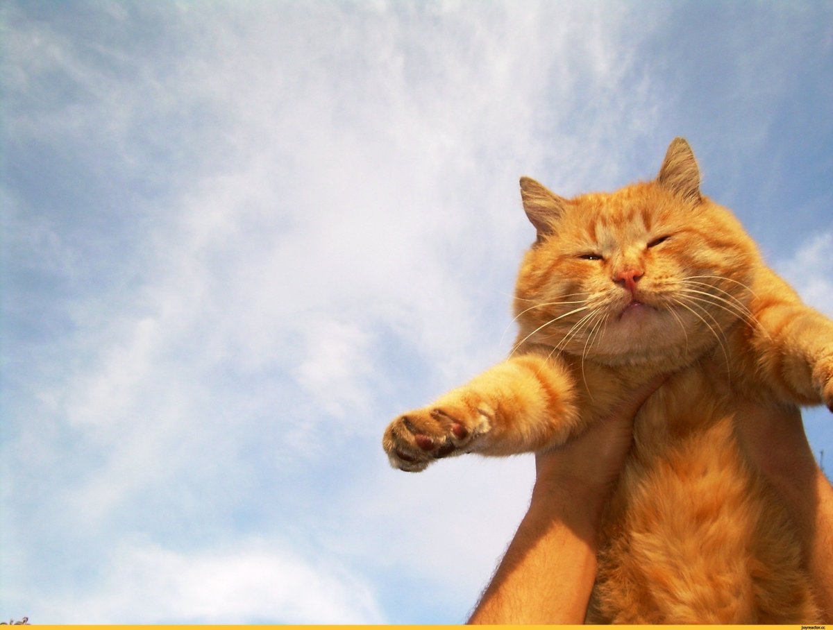 Пухлый рыжий кот