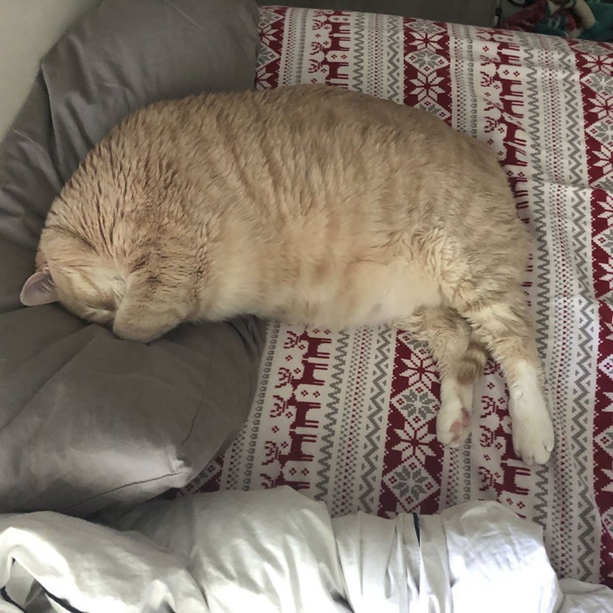 Очень жирный кот