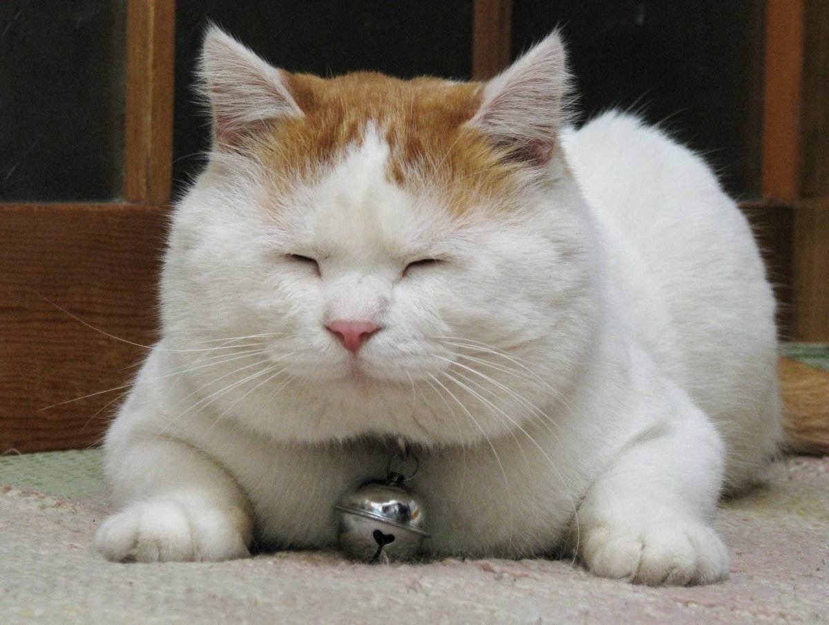 Толстый довольный кот