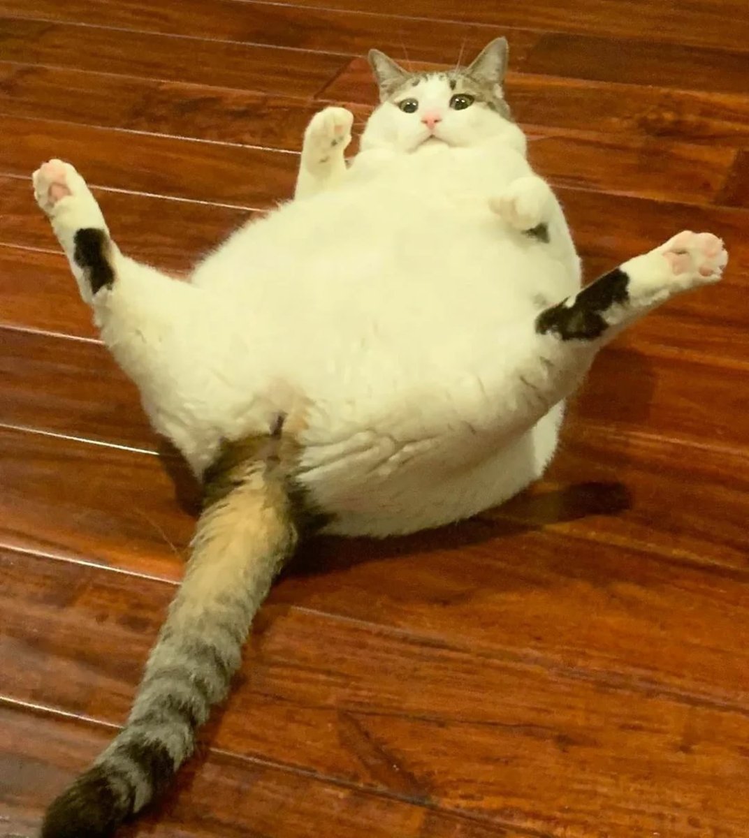 Смешной толстый кот