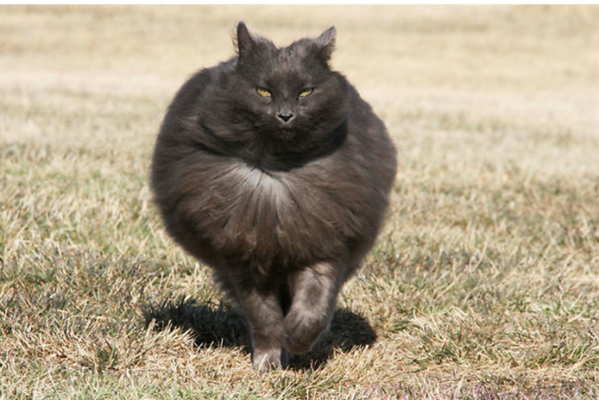 Смешной толстый кот