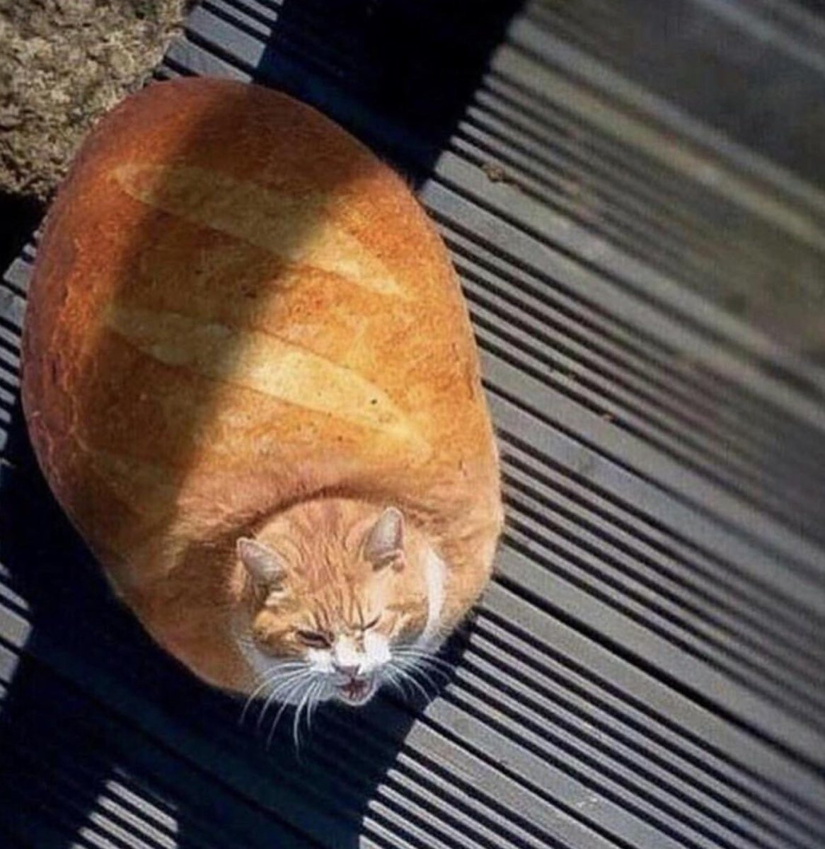 Толстый кот на спине