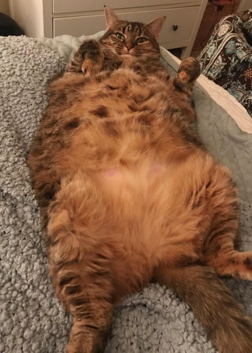 Самый жирный кот