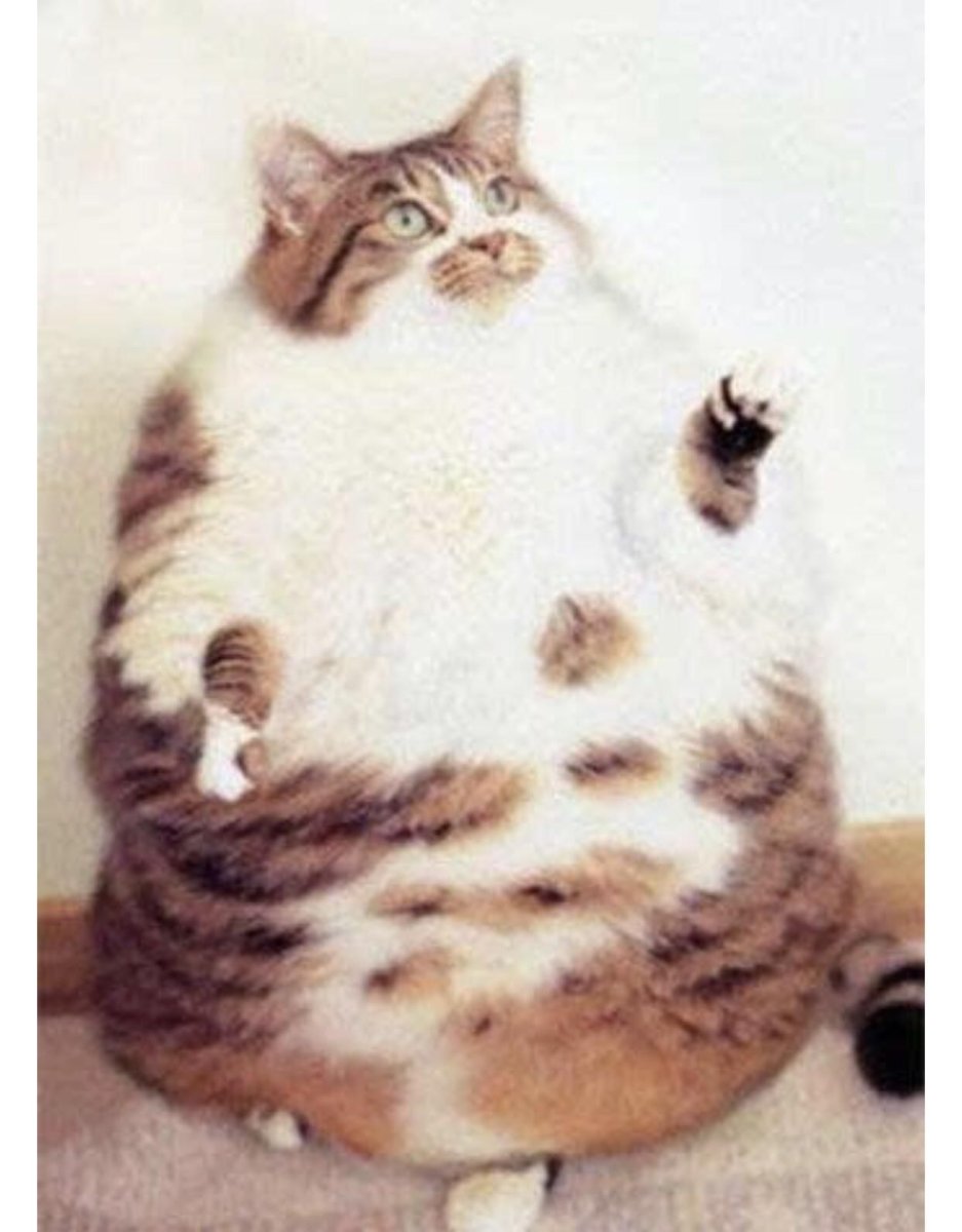 Толстые милые коты