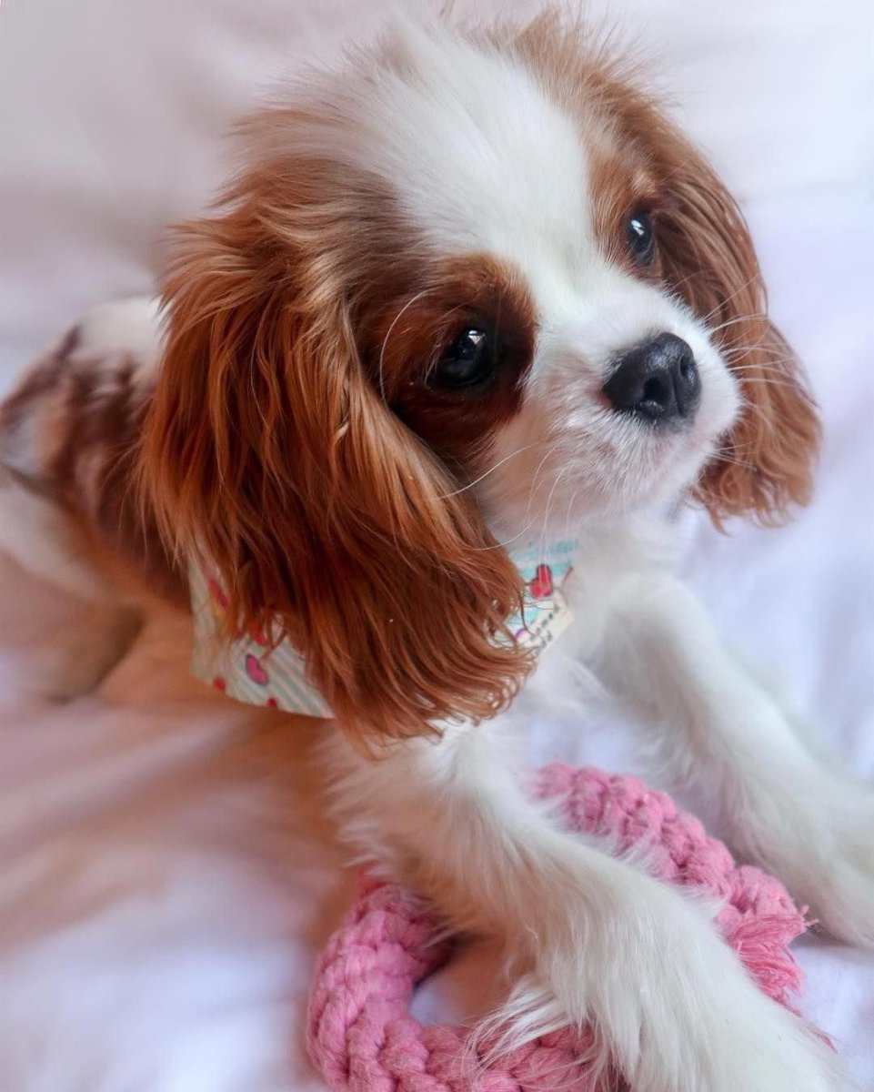 Кавалер Кинг Чарльз спаниель мини