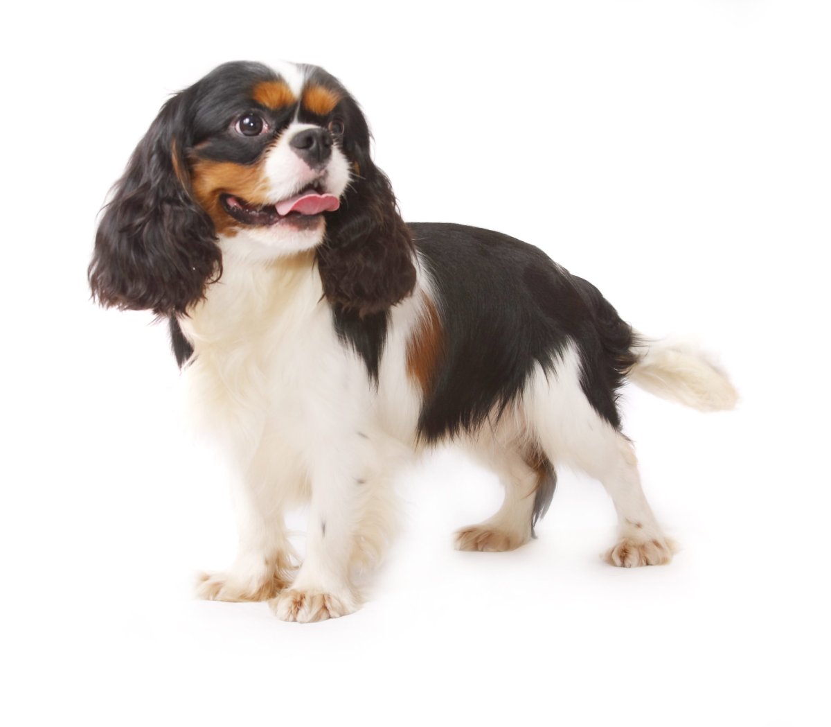 Спаниель Кинг Чарльз Несса