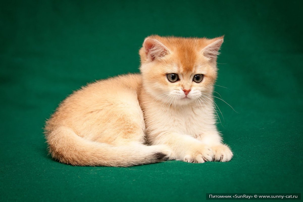 Британская шиншилла рыжий кот