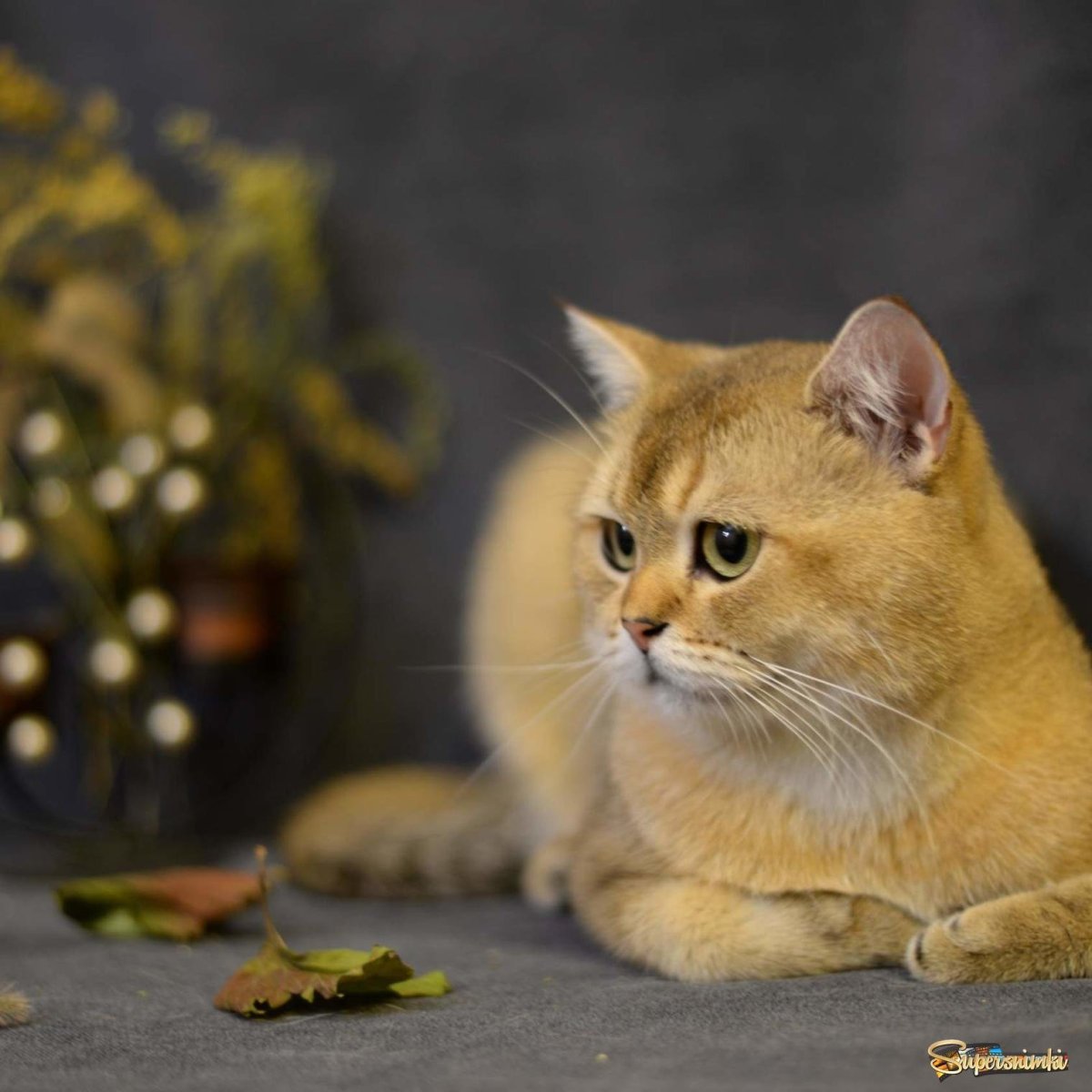 Бенгальская Золотая шиншилла