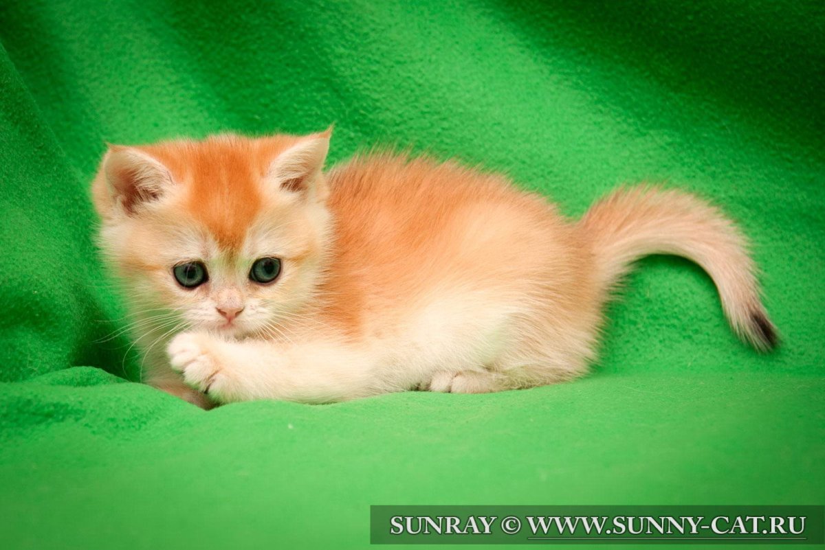 Шотландская шиншилла кот рыжий