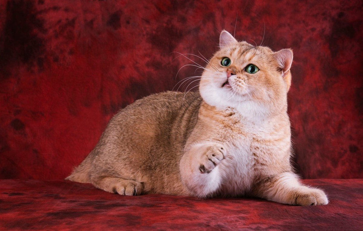 Британская Золотая шиншилла Манчкин