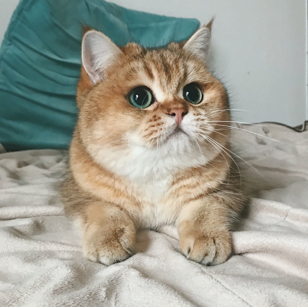 Британская Золотая шиншилла