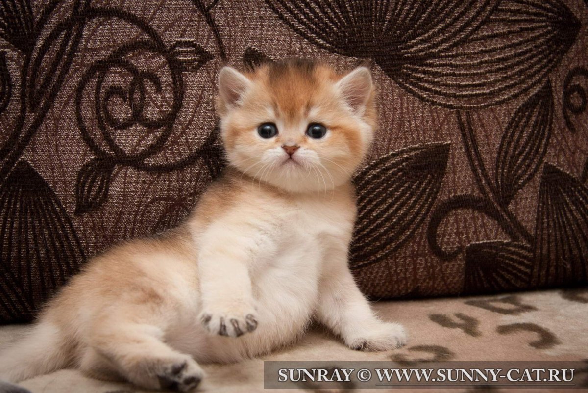 Британская рыжая шиншилла котенок