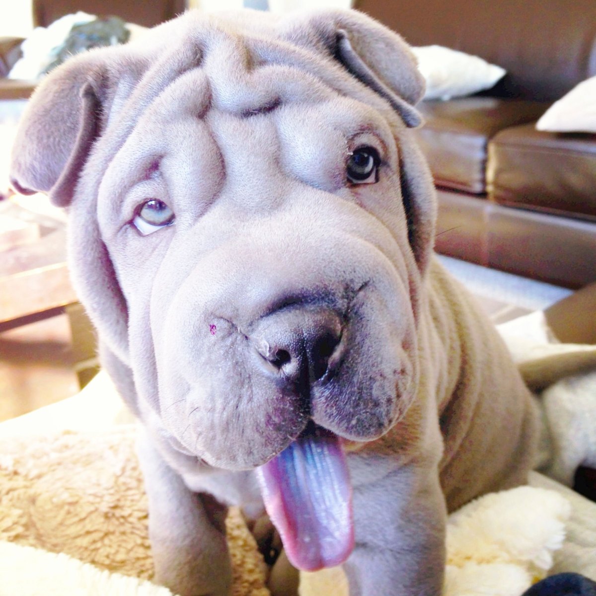 Чау-чау и тибетский мастиф