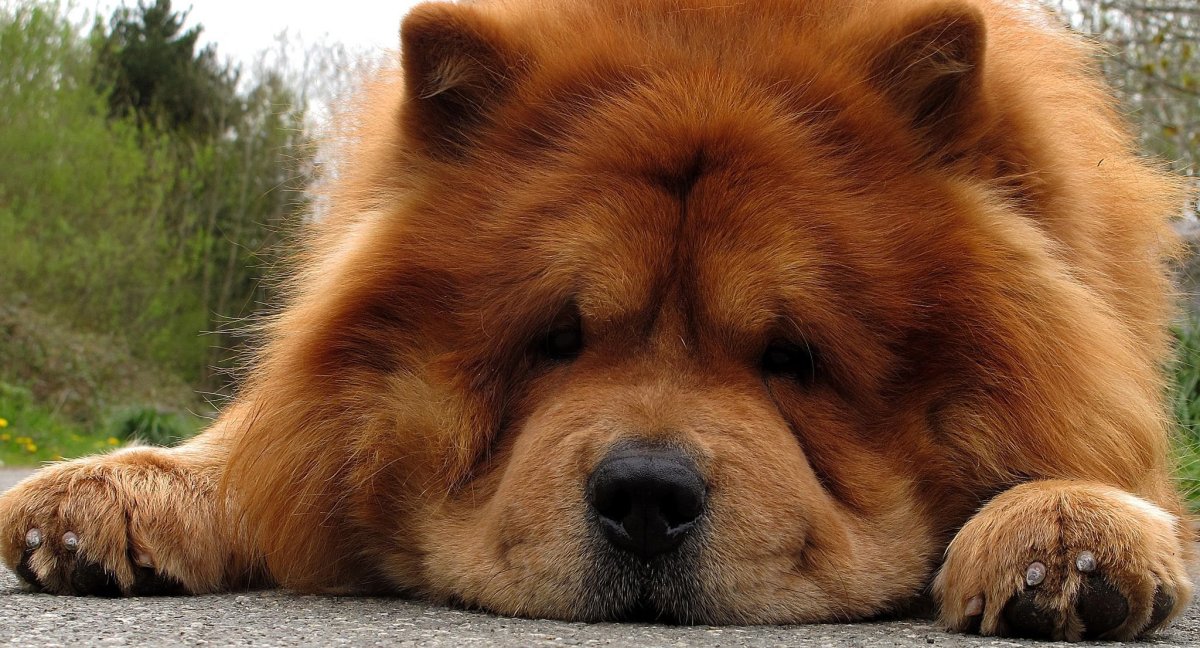 Собаки породы Чао Чао