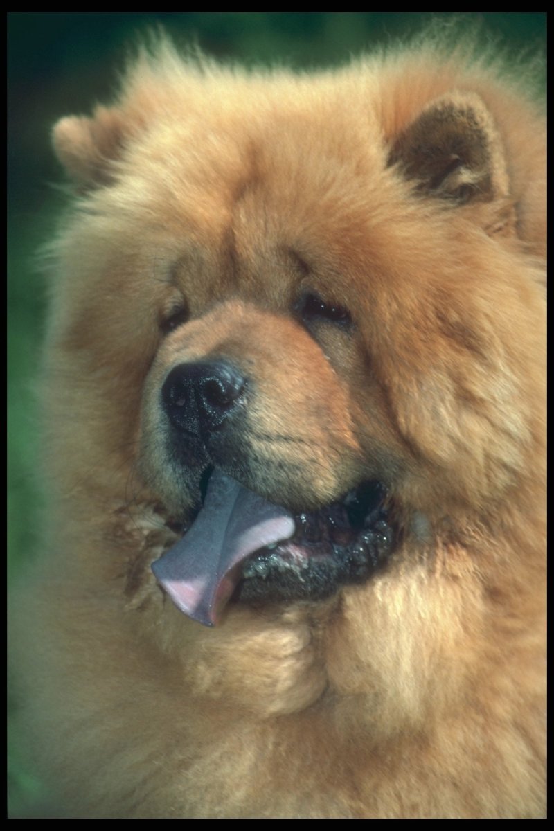 Порода чау чау