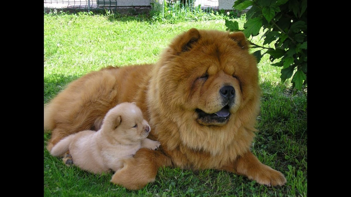 Чау чау белый