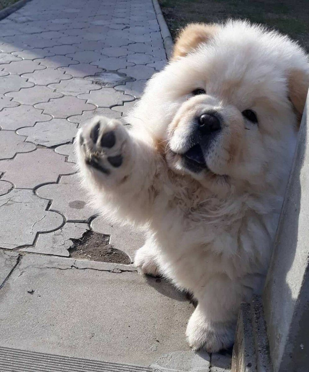 Чау чау ЗКС