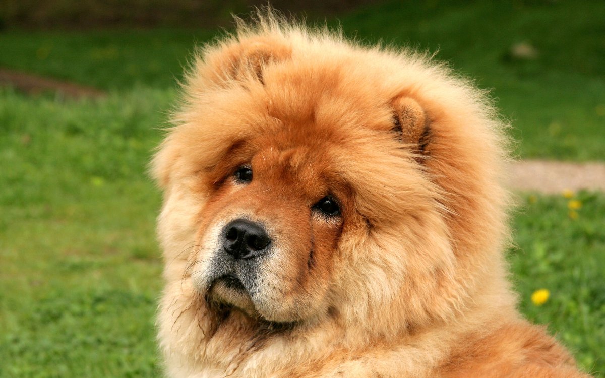 Чау-чау собака щенок