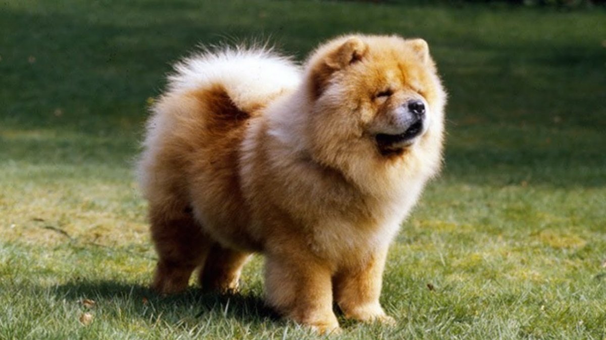 Собака с фиолетовым языком гладкошерстная