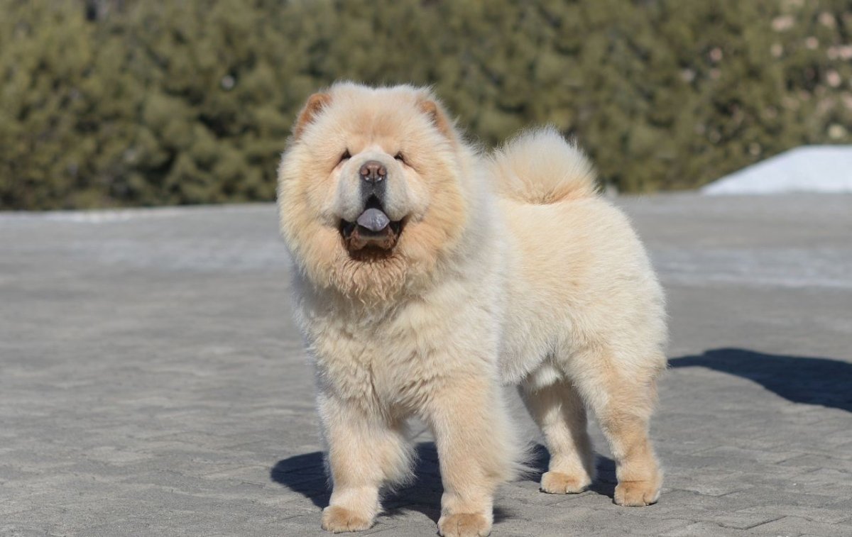 Собачки чау чау