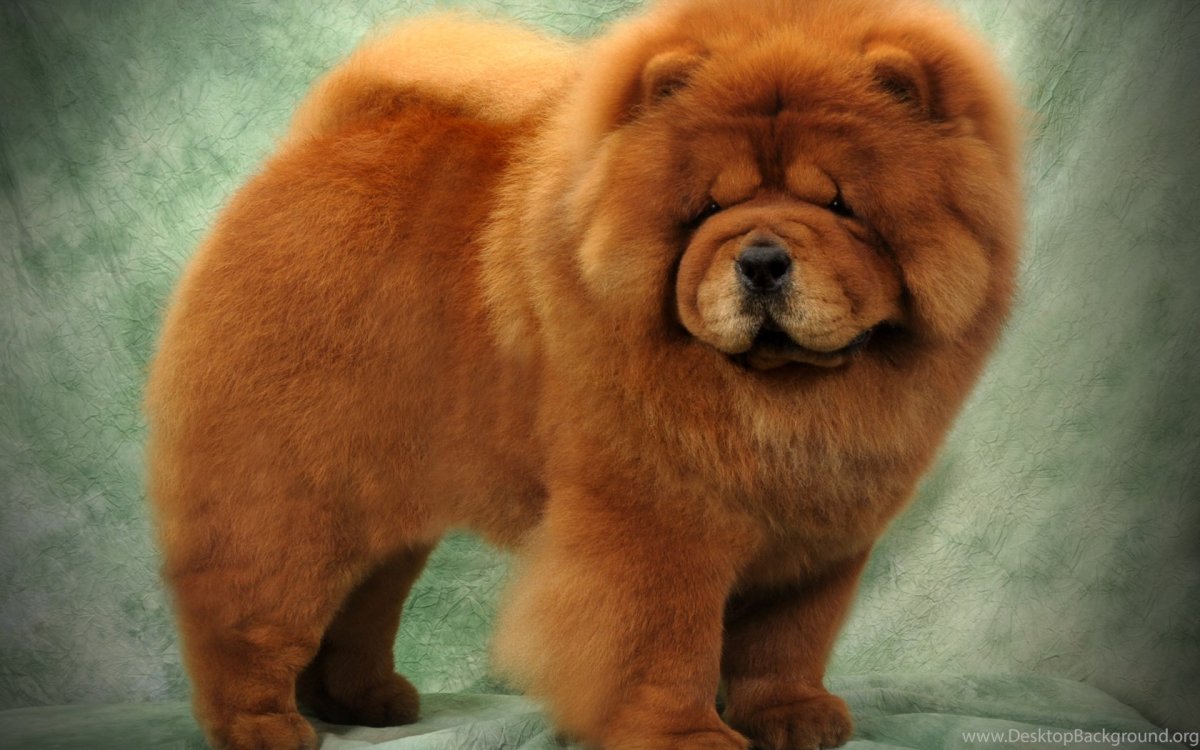 Чау чау язык