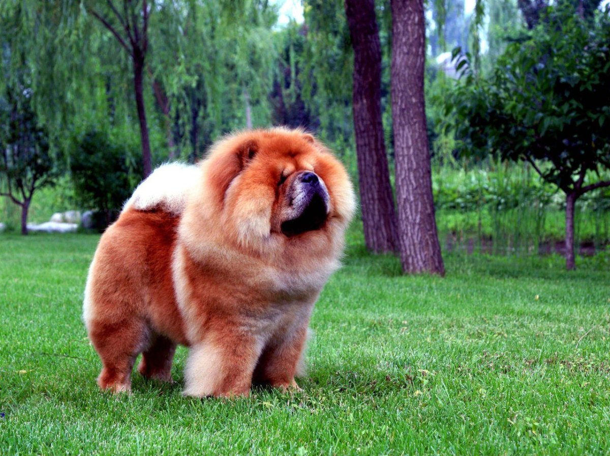 Порода чау-чау мастиф