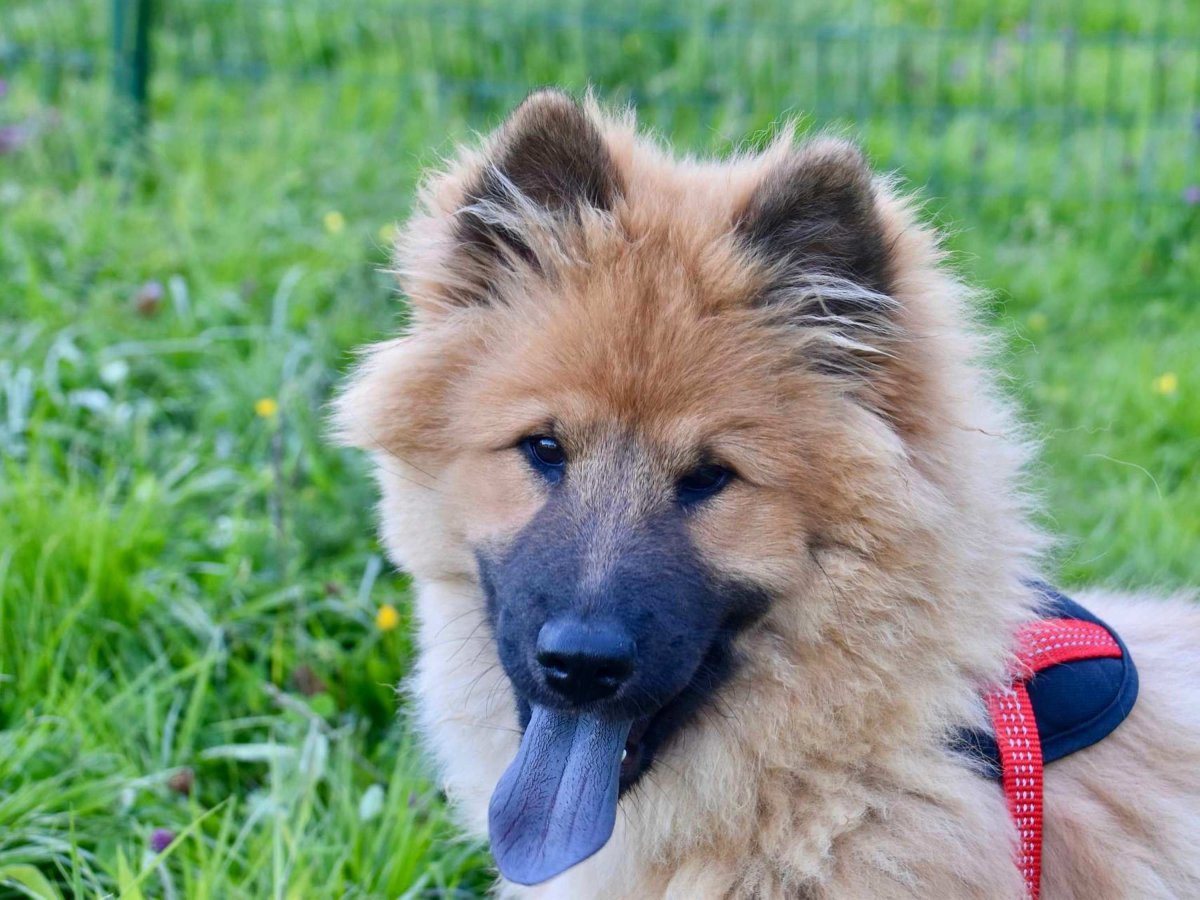 Чау-чау тибетский