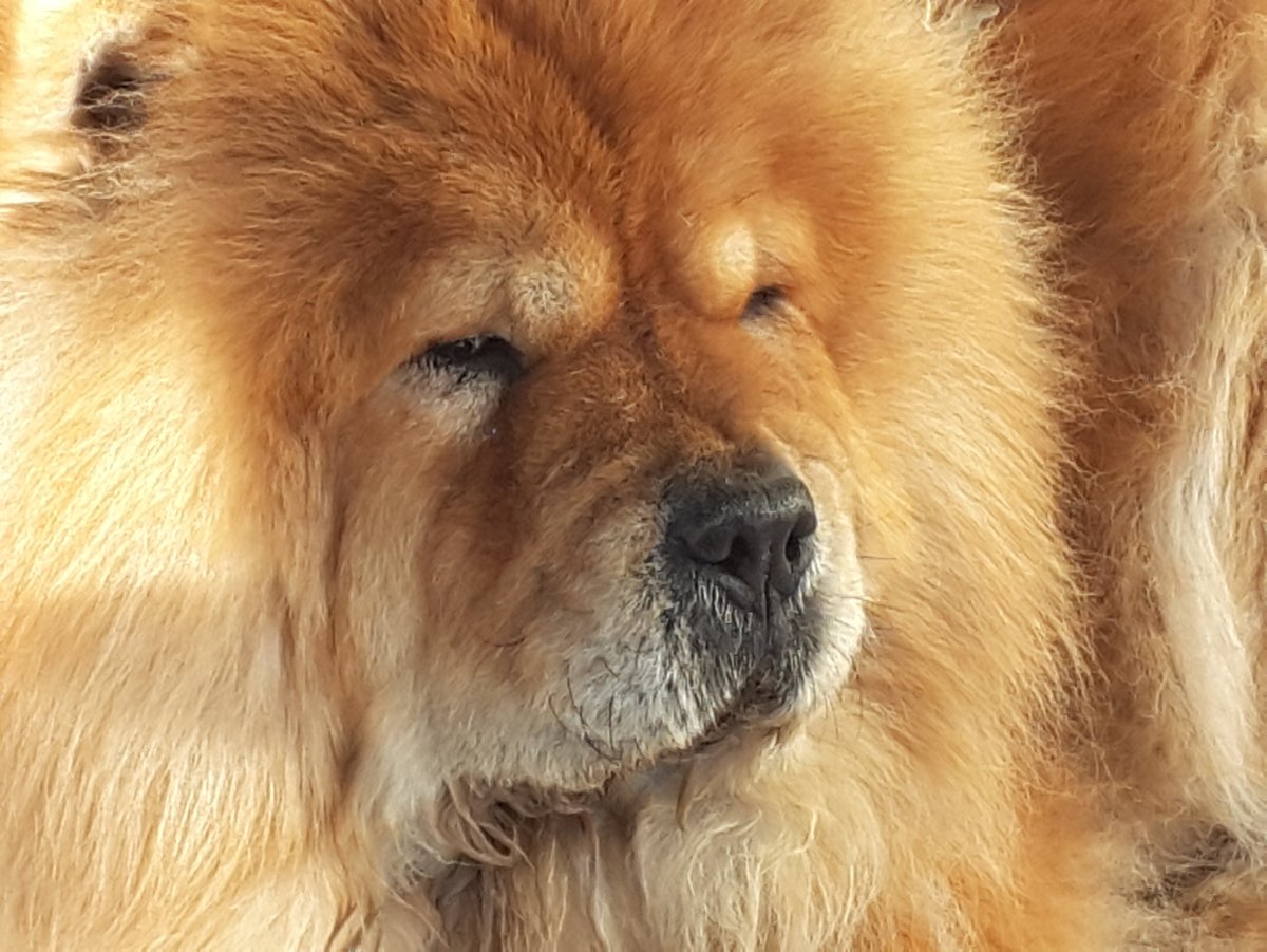 Чау чау Чиф